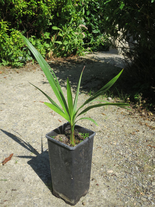 Butia eriospatha x microspadix