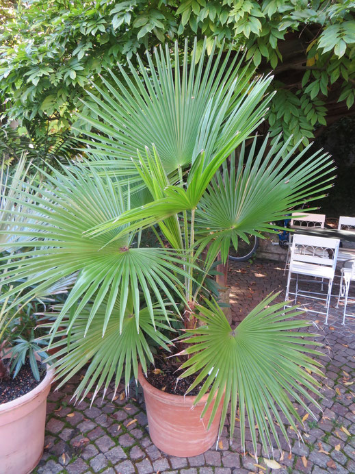 Trachycarpus martianus (Nepal) im Herbst 2014 (2007 als 40 cm hohe Jungpflanze erworben)