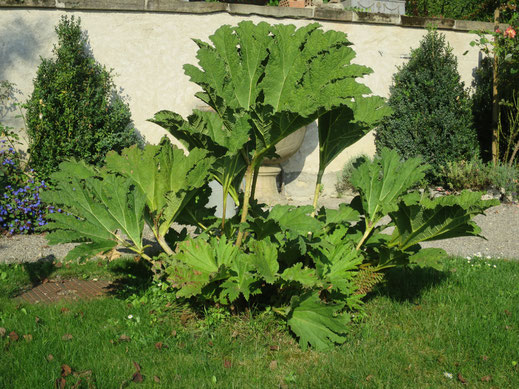 Gunnera manicata (Mammutblatt) nimmt leider nur langsam an Masse zu. Ob der Sommer für diese feuchtigkeitsliebende Pflanze wohl doch etwas zu trocken war?