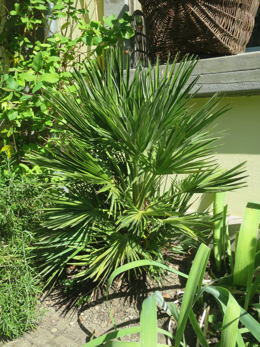 Chamaerops humilis var. vulcano ausgepflanzt in Schaffhausen seit Frühling 2016