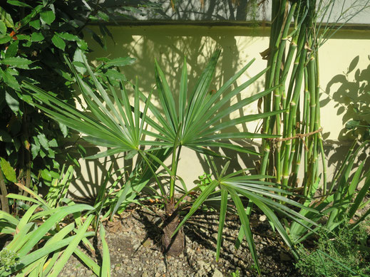 Trachycarpus geminisectus, ausgepflanzt in Schaffhausen