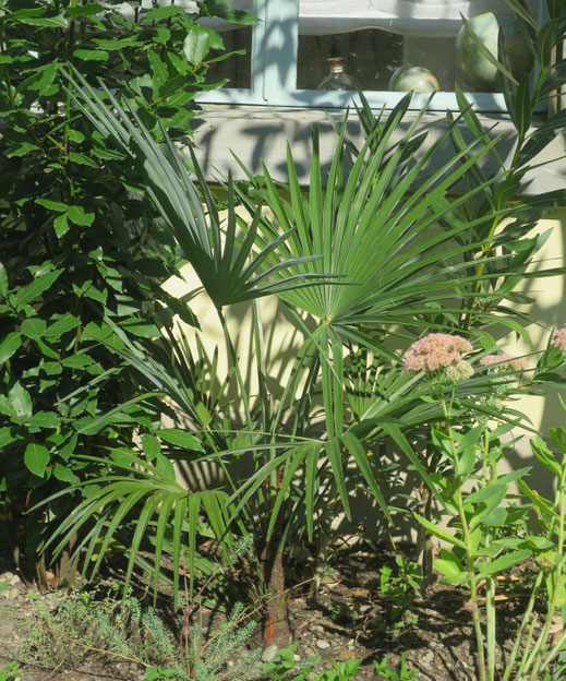 Trachycarpus princeps (new form) nimmt munter an Höhe zu.