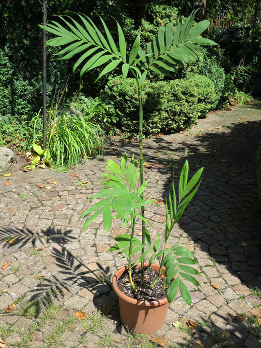 Chamaedorea microspadix (Mexikanische Bambuspalme)