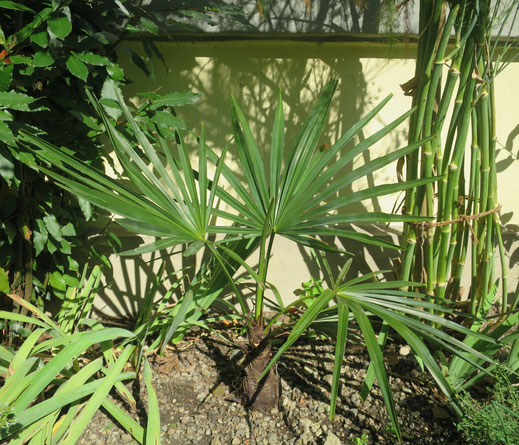 Trachycarpus geminisectus mit kräftiger Basis. Höhe mittlerweile bei 80 cm.