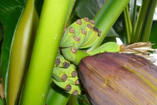 Unreife Früchte von Musa basjoo (Japanische Faserbanane)