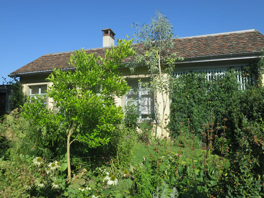 V. links n. rechts: Citrumelo (Immergrüner Citrus-Hybride zwischen Poncirus trifoliata und Citrus paradisi), Eucalyptus debeuzevillei und Passifloras.