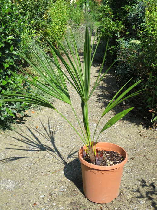 Trachycarpus fortunei (Kalamuni), Kalamuni-Hanfpalme