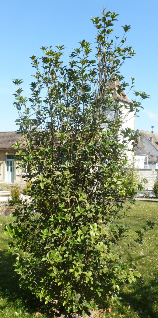 Osmanthus heterophyllus ausgepflanzt in Schaffhausen