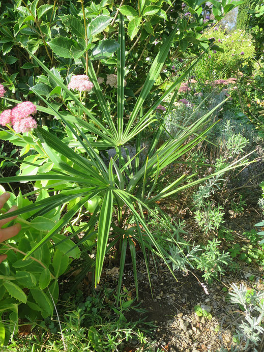 Trachycarpus nanus x fortunei (Winsan) ausgepflanzt in Schaffhausen