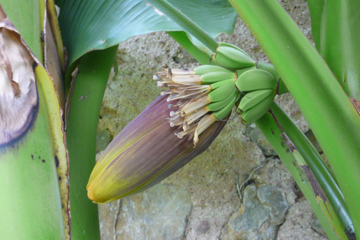 Blütenstand und unreife Früchte von Musa basjoo (Japanische Faserbanane)