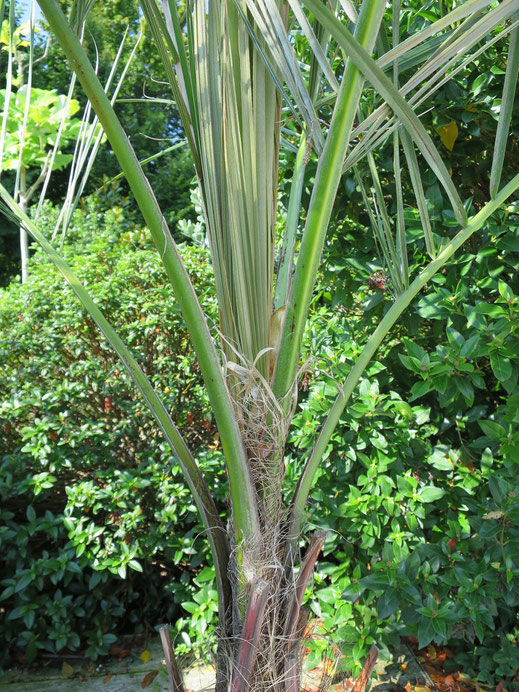 Parajubaea torallyi var. torallyi (Janchico-Palme)