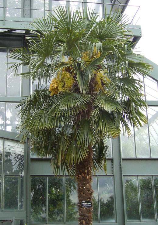Trachycarpus fortunei im Botanischen Garten von Lyon