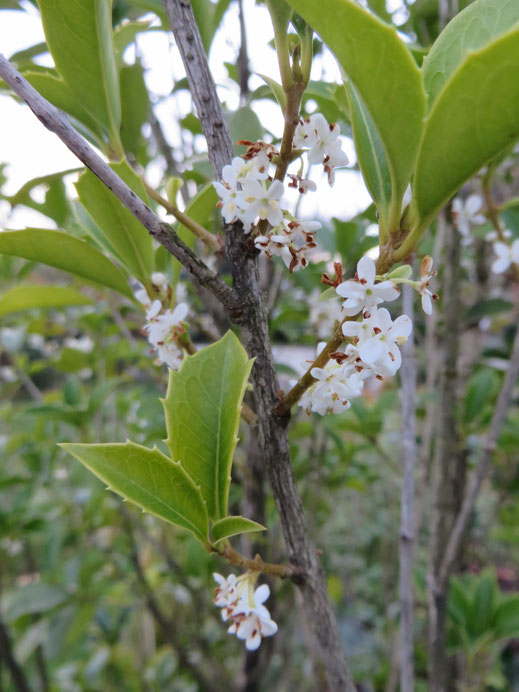 Osmanthus heterophyllus ausgepflanzt in Schaffhausen in Blüte