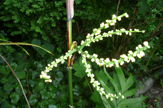 Blüten von Chamaedorea microspadix (Mexikanische Bambuspalme)