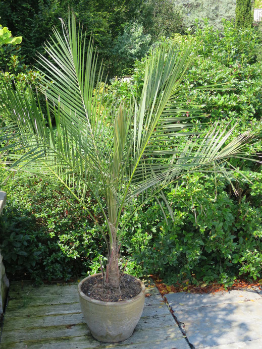 Parajubaea torallyi var. torallyi (Janchico-Palme)