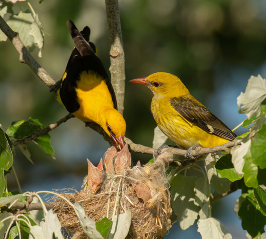 Pirol, Foto: Josef Baumgartner