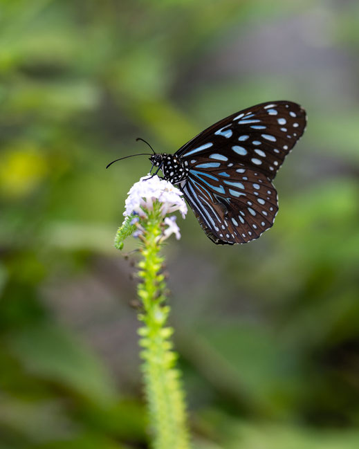 Nikon Z9 / Nikkor 105mm f2,8 S / 1/800s / f4,0 / ISO 2500