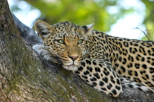 Leopard Familien Safari