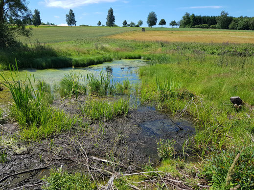Wieder wassergefüllte, besonnte Seigen nach der Maßnahme im Jahr 2021. Foto: Susanne Pätz