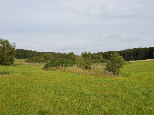 Verbuschung im Wiesenbrütergebiet vor der Maßnahme im Winter 2020/21. Foto: Susanne Pätz