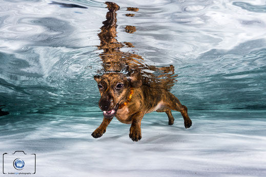 Bild: Dackel Hund unter Wasser Foto Berlin München Köln Hamburg Frankfurt