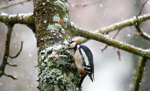 LBV Bayern, Flickr, Bild von Richard Waldhier