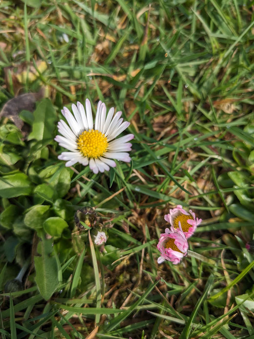 Oft unterschätzt: Das Gänseblümchen, Foto: V. Bauer