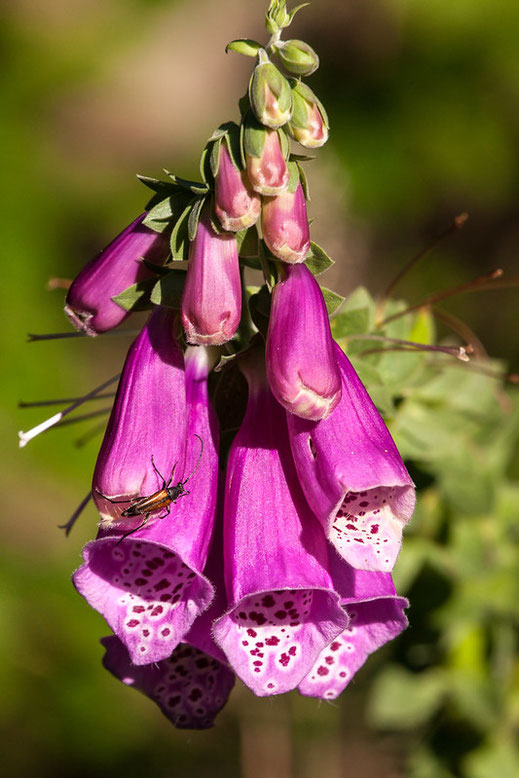 Foto: Bernhard Rauch, LBV Bayern, Flickr