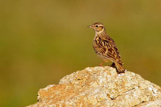 Foto: Naturschutzgruppe Weiherhammer u.U.