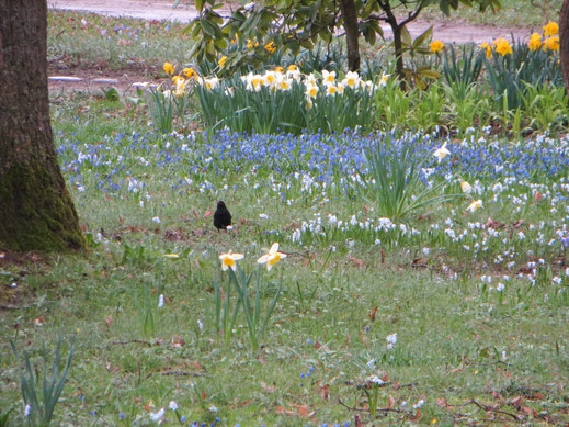 Amsel im Blütenmeer, Nicole Merbald