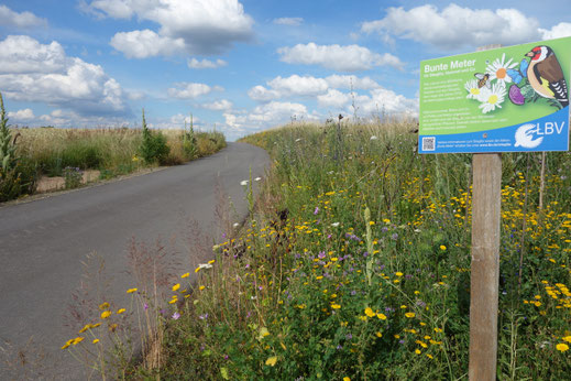 Foto Blühfläche am Radweg: Hanna Häring