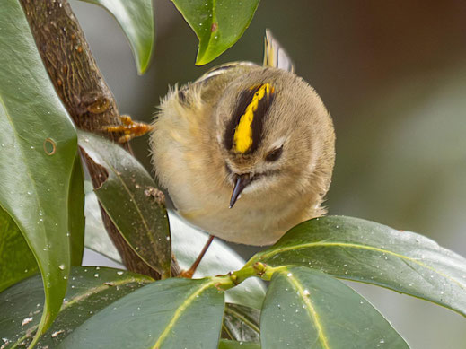 Norbert Vetter: Wintergoldhähnchen in Gartenlandschaft