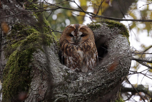 Foto: LBV Bayern, Flickr, Angela Maurer