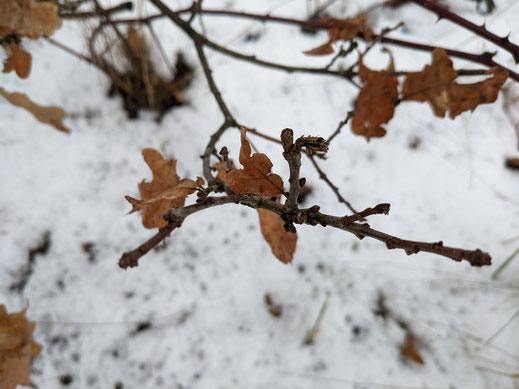 Eichenknospen dank Blättern leicht zu erkennen, Querschnitt viereckig