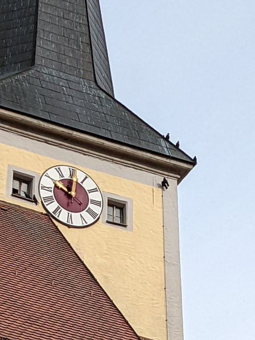 Kirchturm mit Dohlen (Foto: V. Bauer)