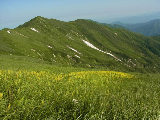 キンコウカで草原が黄色になってます