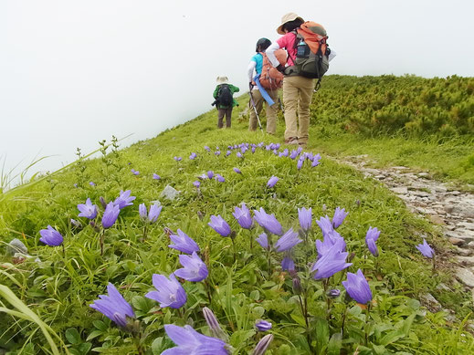 チシマギキョウと登山者