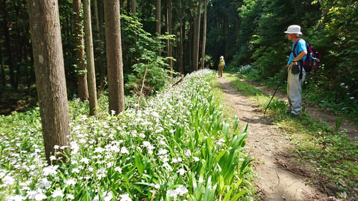 林道脇にはシャガの花が一面にとても綺麗でした