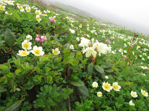 稜線直下のお花畑