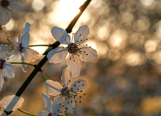 weiße Blüten im Sonnenaufgang