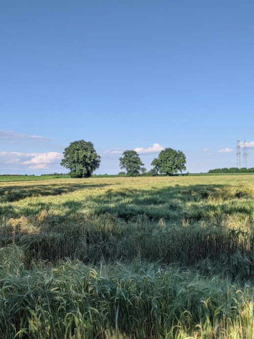 Sommerfeld hinter dem Hof