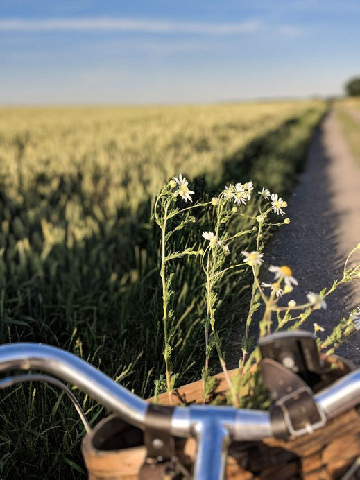 Mit dem Rad durch die Sommer Felder.