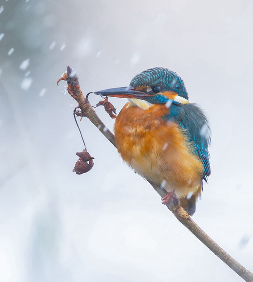 Eisvogel im Winter