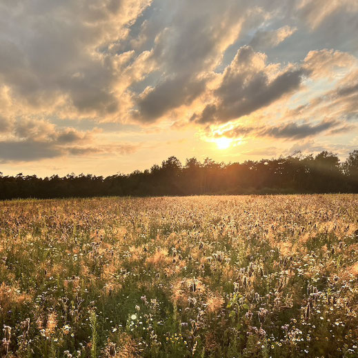 Sommerwiese und Sonnenuntergang