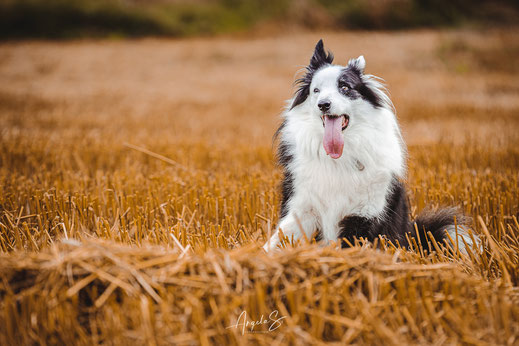 Hunde