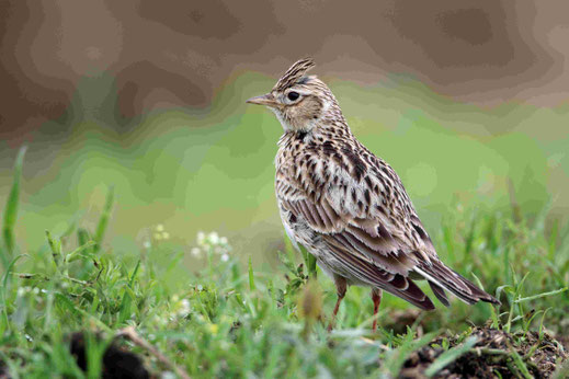 Foto: F.Derer