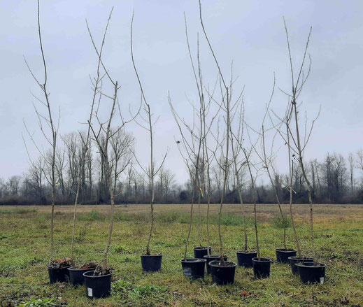 Vorahnung: Die ausgepflanzten Zitterpappeln wurden mehrere Jahre vorgezüchtet - im nächsten Jahr ist die Zitterpappel nun "Baum des Jahres"