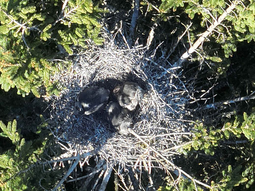 Blick von oben ins Reihernest mit drei bereits ziemlich großen Jungvögeln (Foto: A.Scholz)