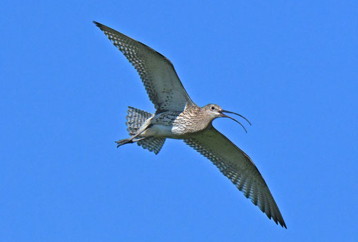 Großer Brachvogel - in Bayern vom Ausssterben bedroht (Foto: A.v.Lindeiner)