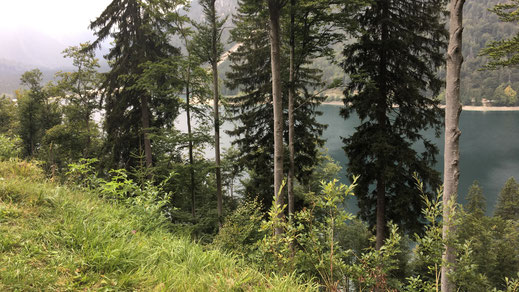 Raiblsee, Lago del Predil